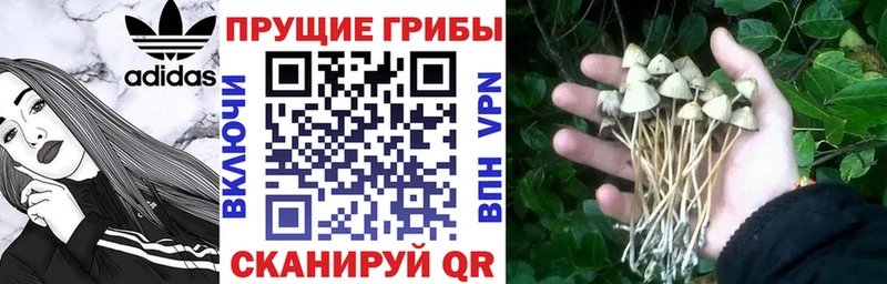 гидра как войти  Артёмовский  Галлюциногенные грибы Psilocybine cubensis 